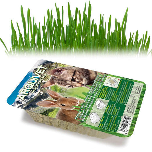 Hierba para gatos en bandeja 100 gr - Arquivet