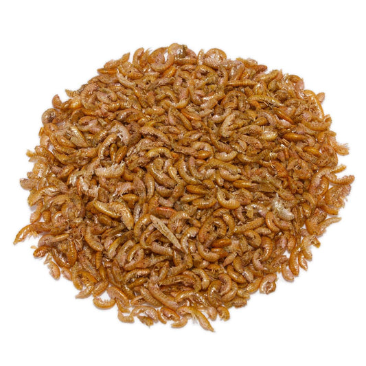 Gammarus - Arquivet