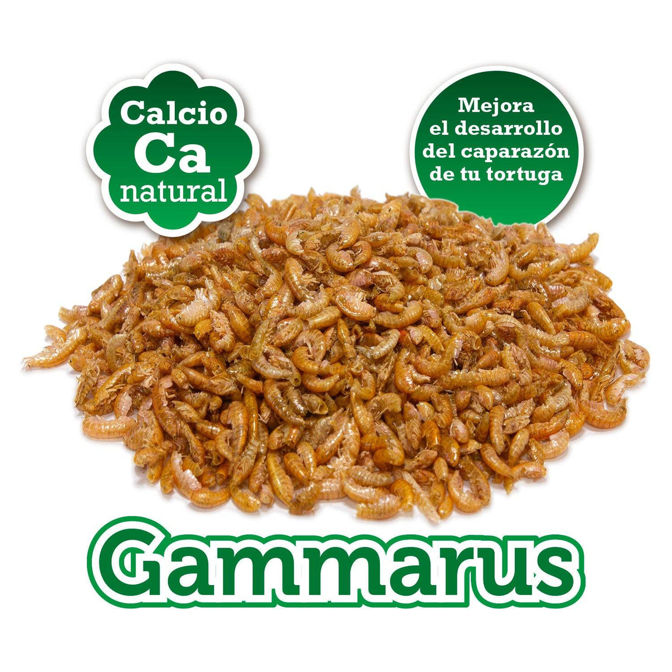 Gammarus - Arquivet