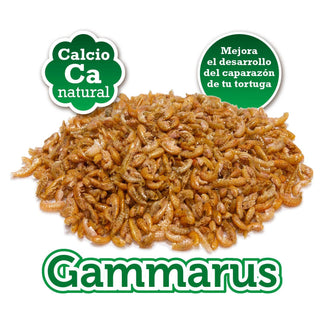 Gammarus - Arquivet